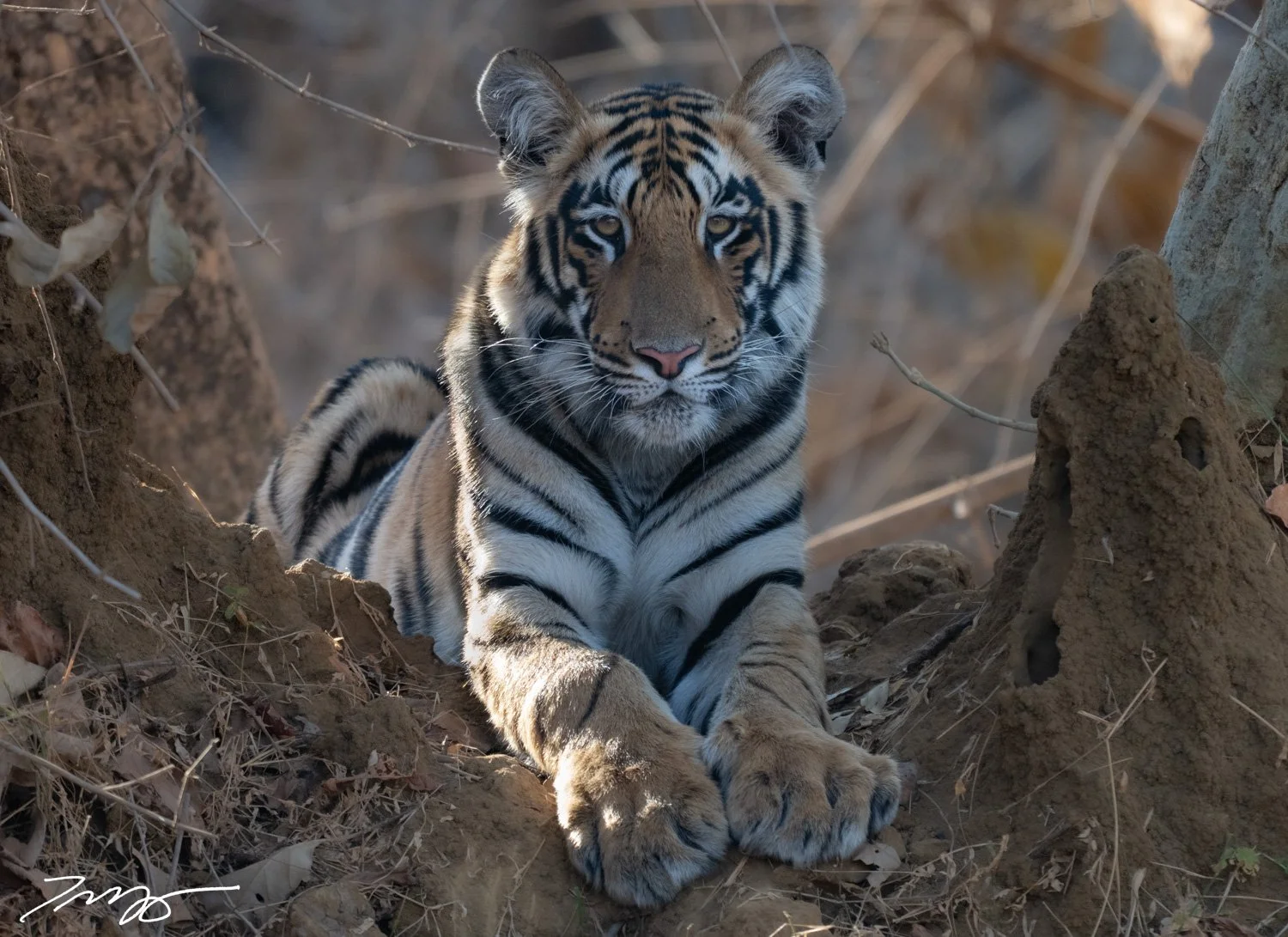Bengal Tiger