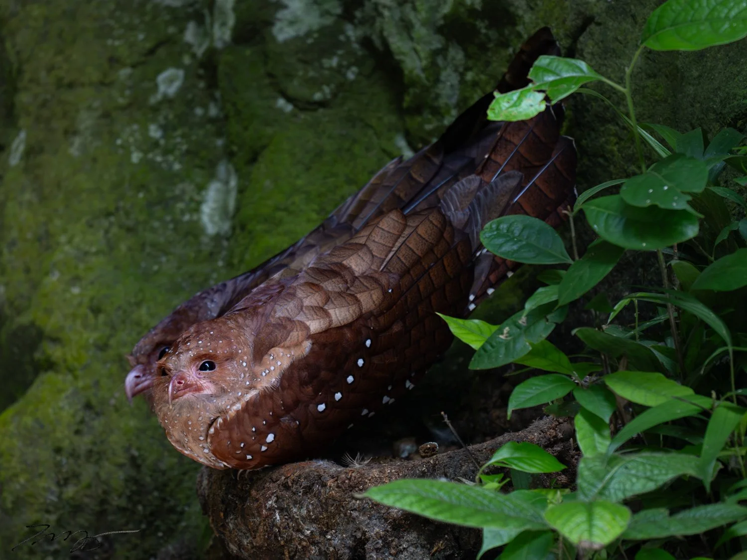 Oilbirds