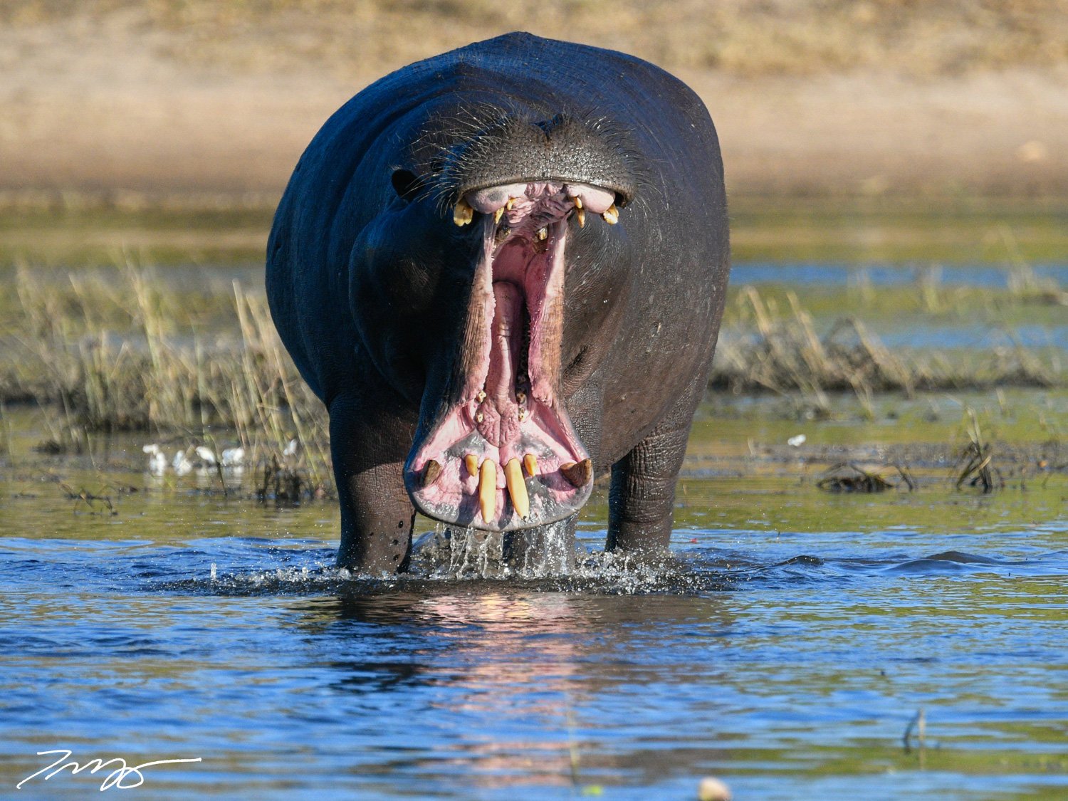 Hippo