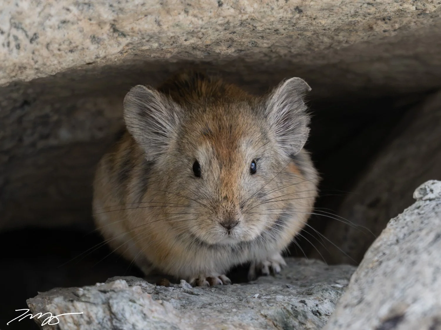 Pika