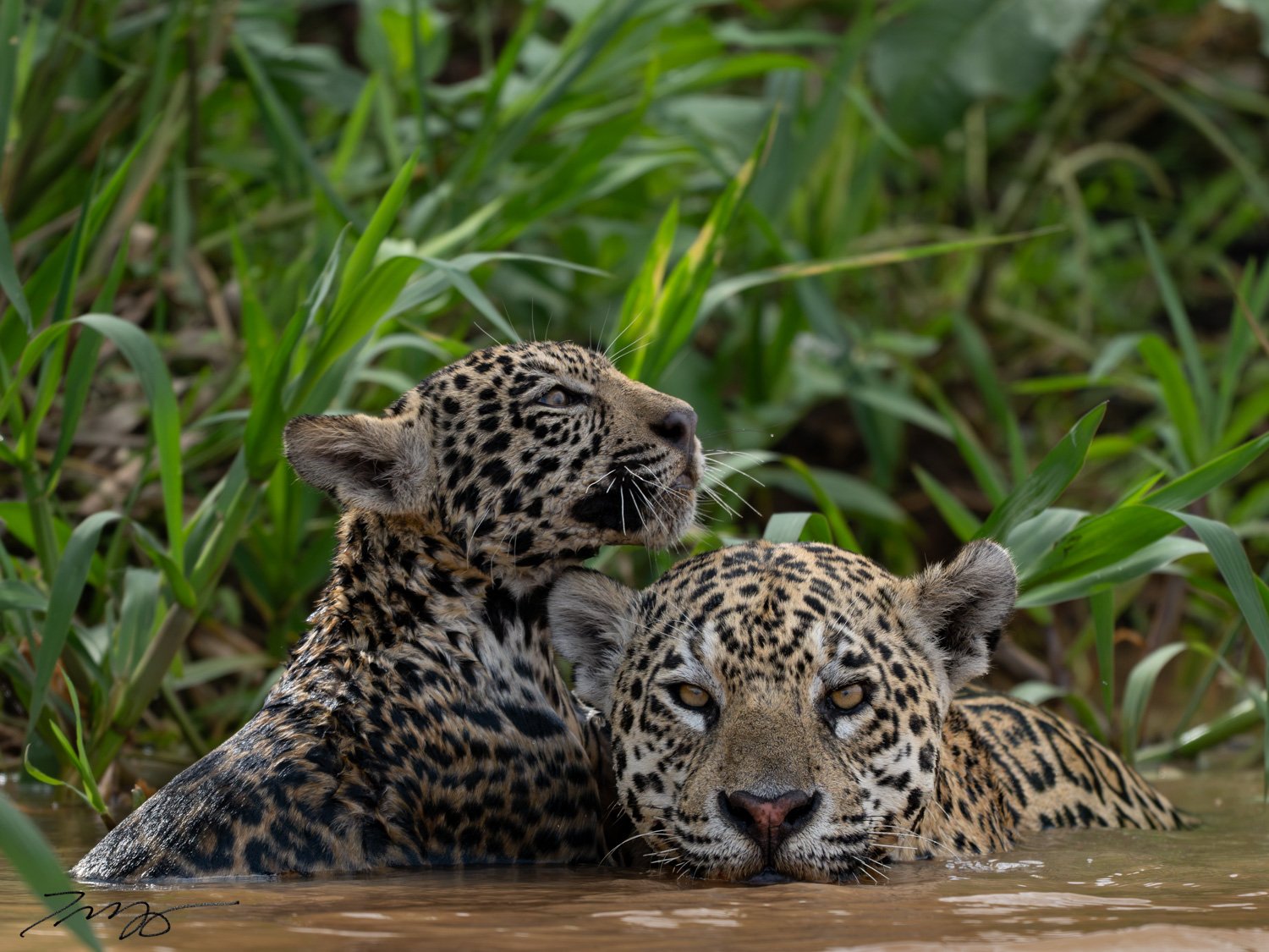 Jaguars