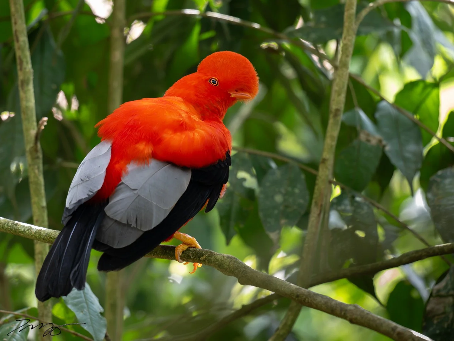 Andean Cock-of-the-rock