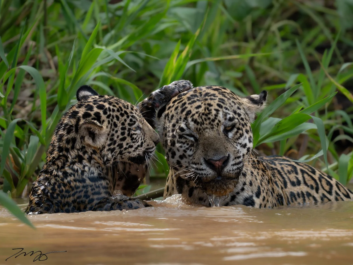 Jaguars
