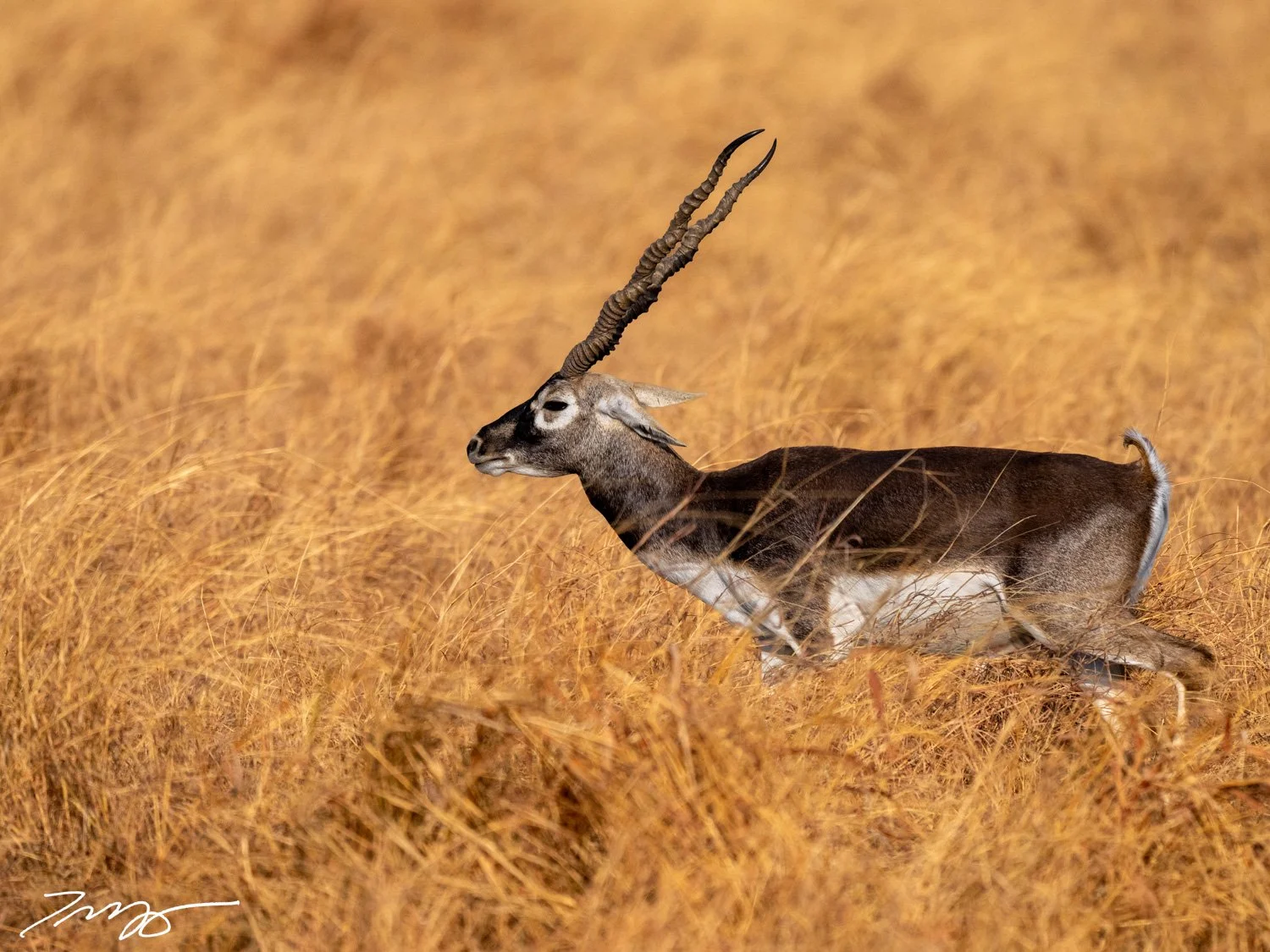 Blackbuck