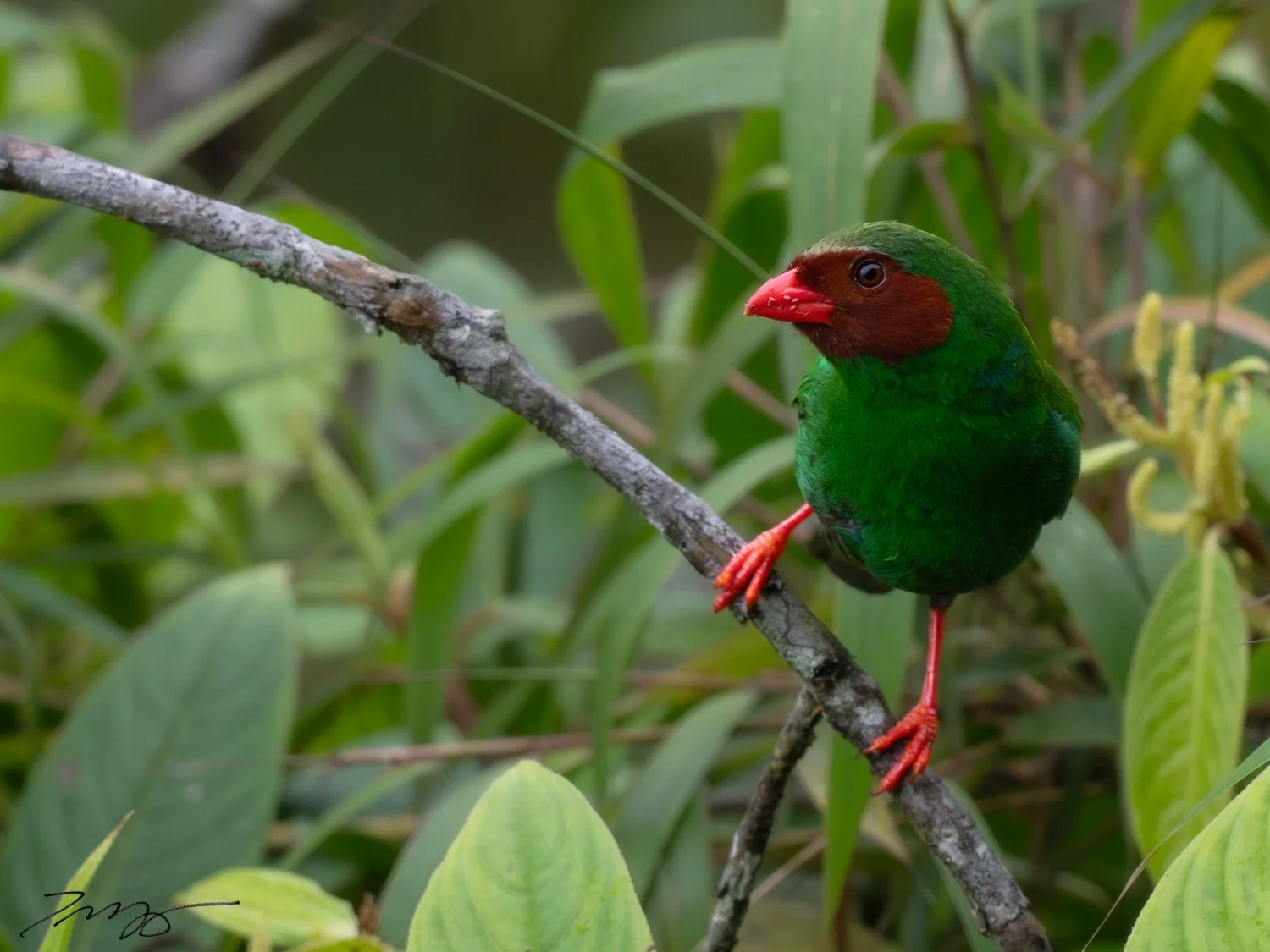 Grass-green Tanager