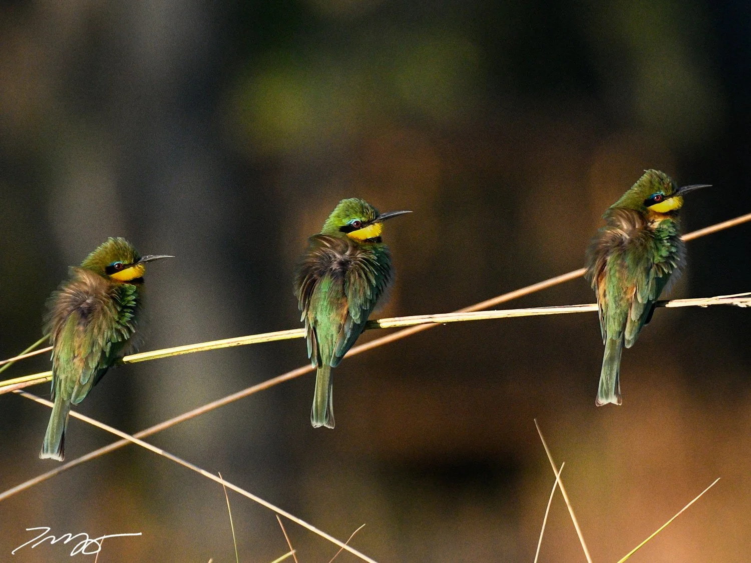 Little Bee-eaters