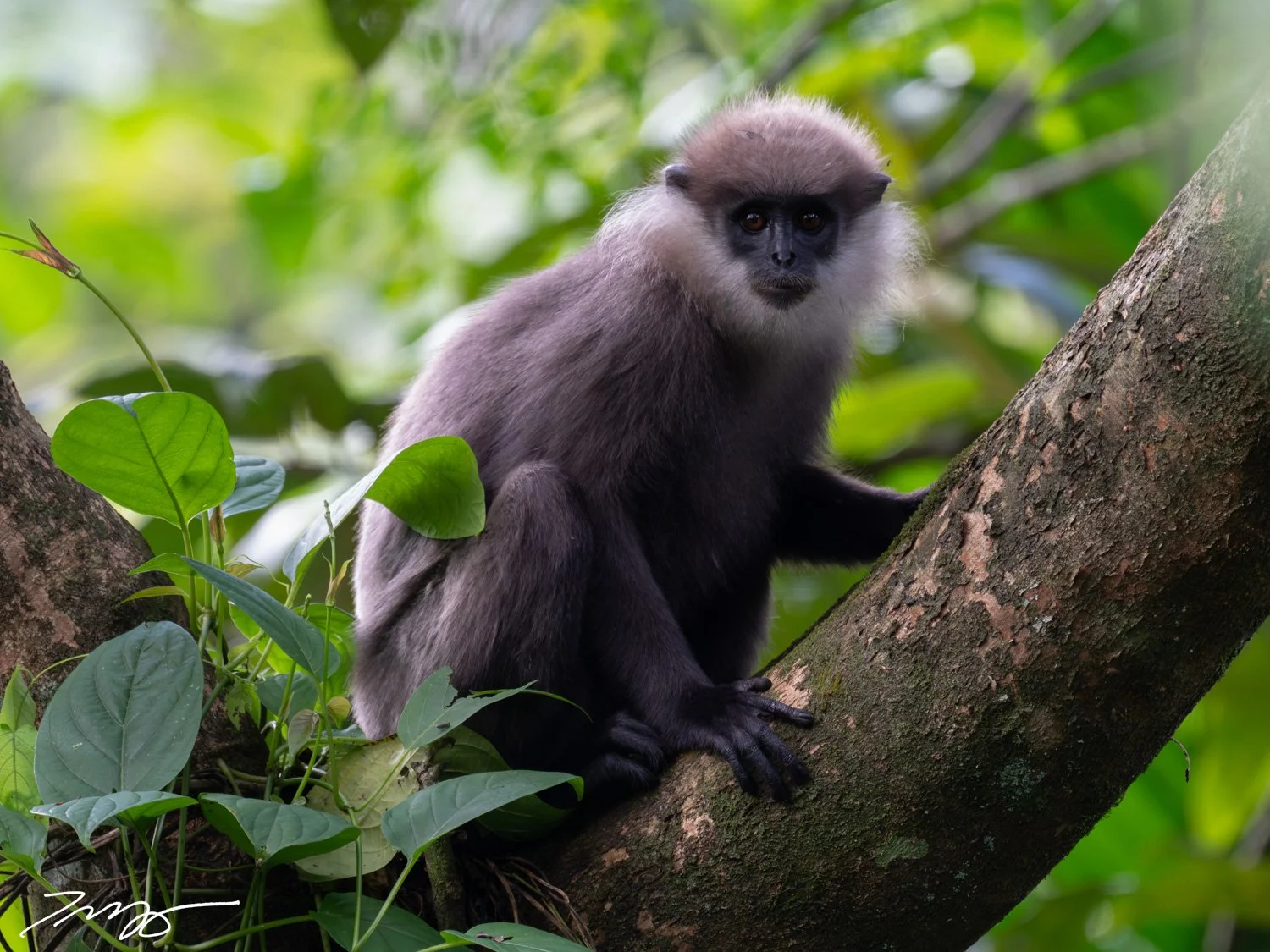 Purple-faced Langur