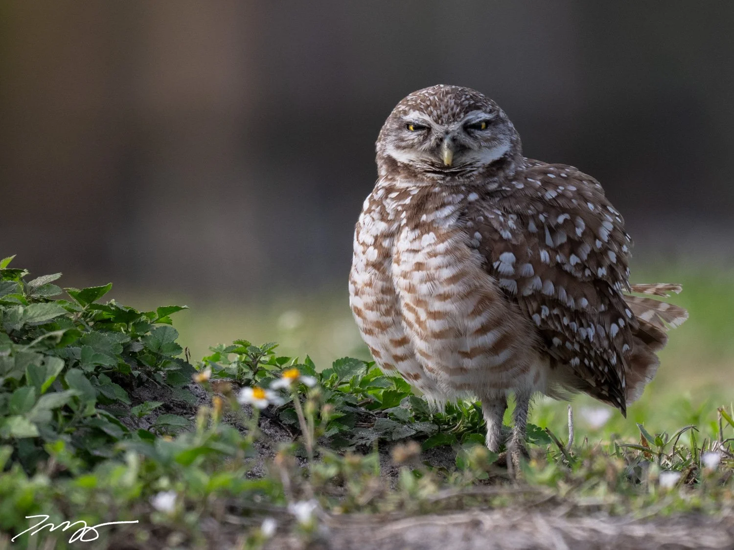 Burrowing Owl