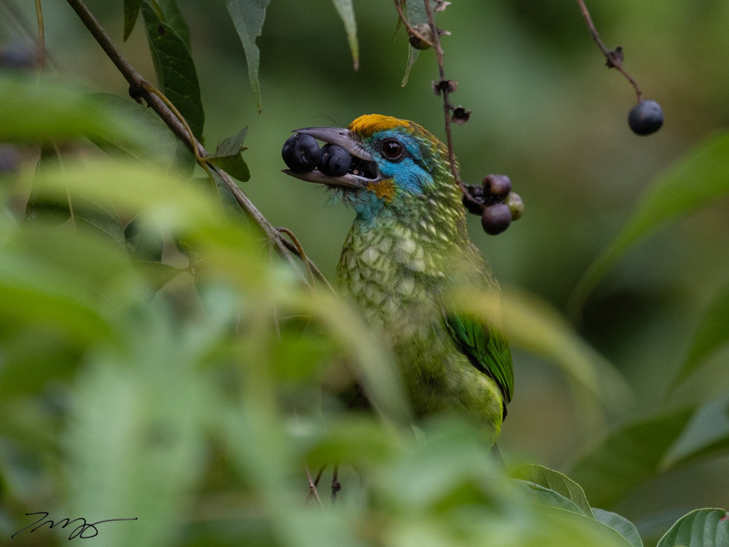 Yellow-fronted Barbet