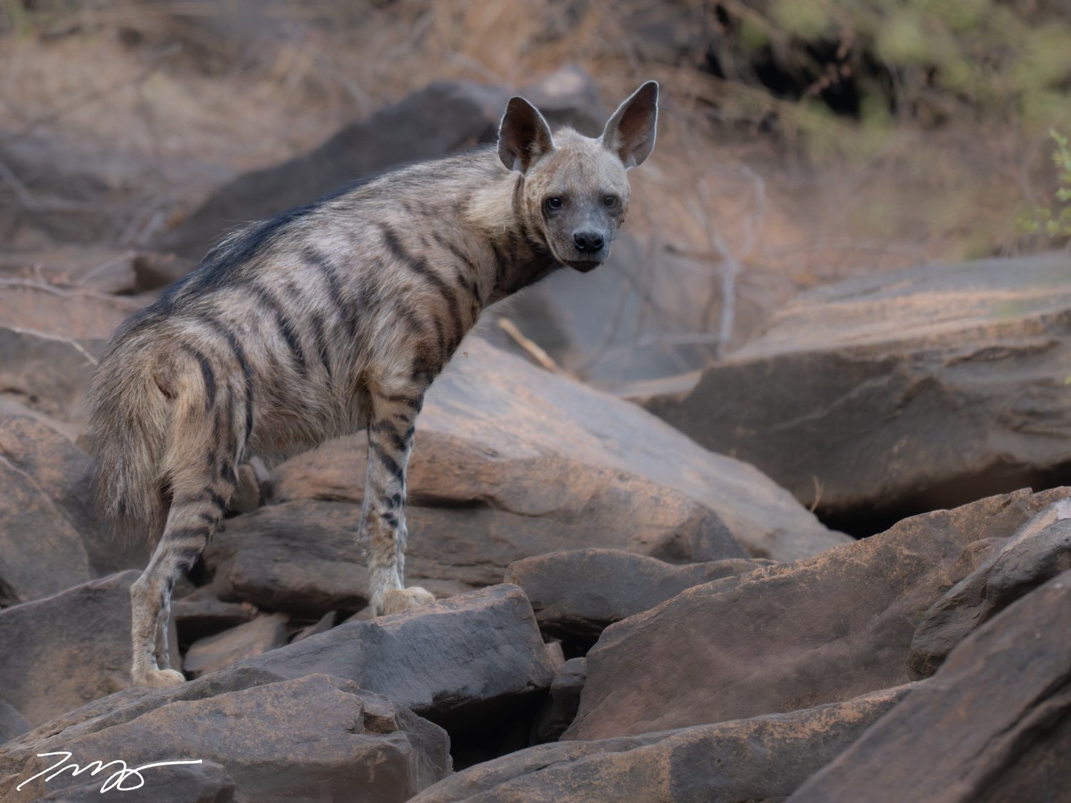 Striped Hyena