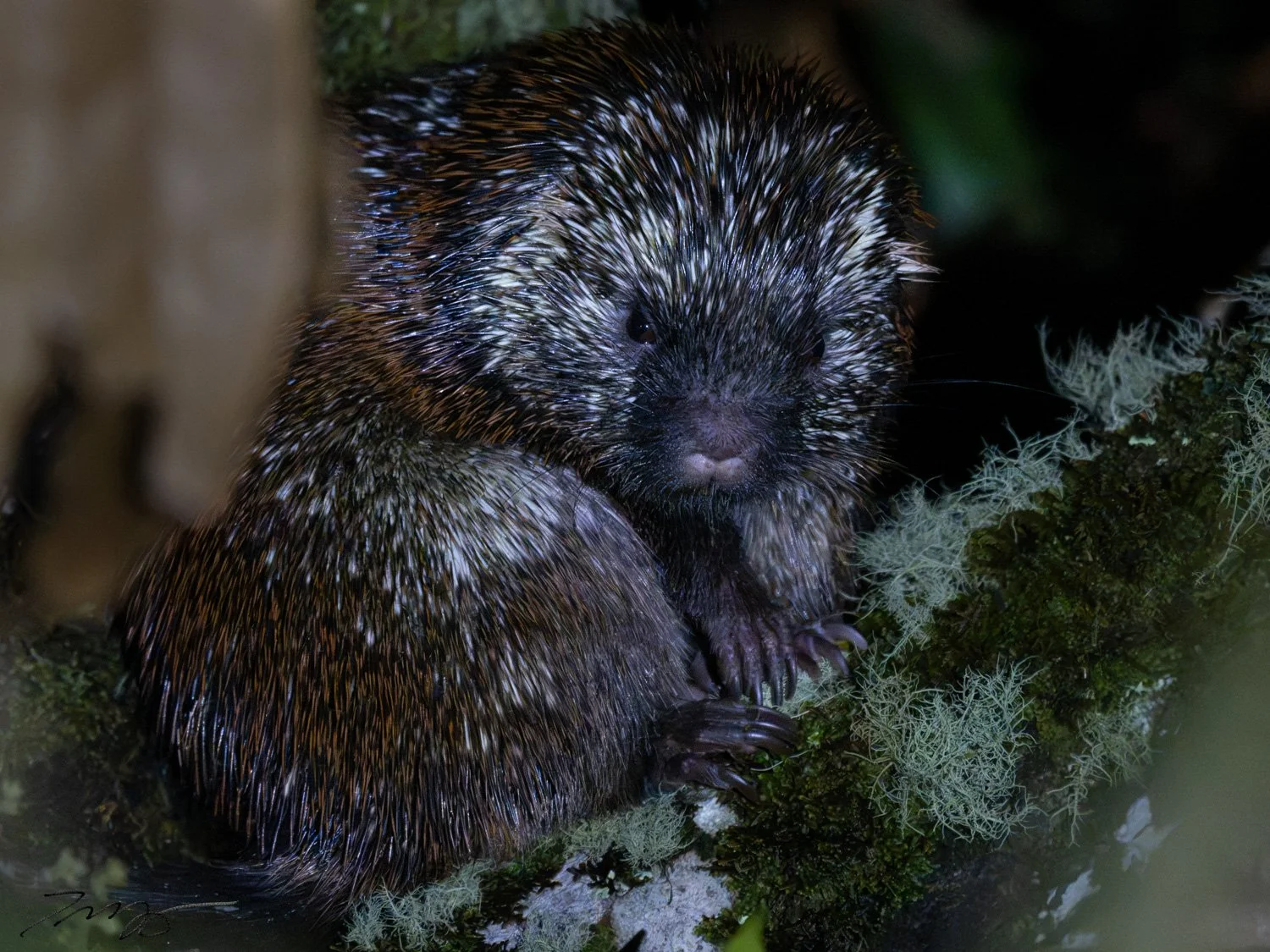 Stump-tailed Porcupine