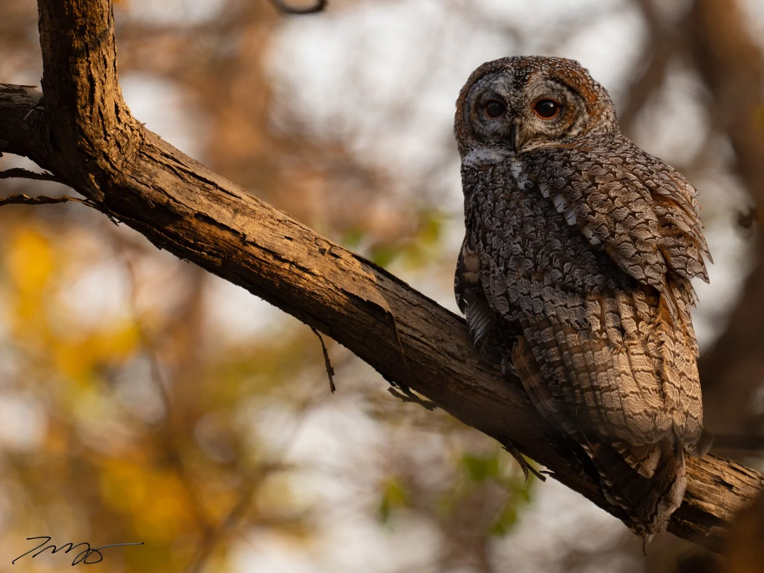 Mottled Wood-Owl