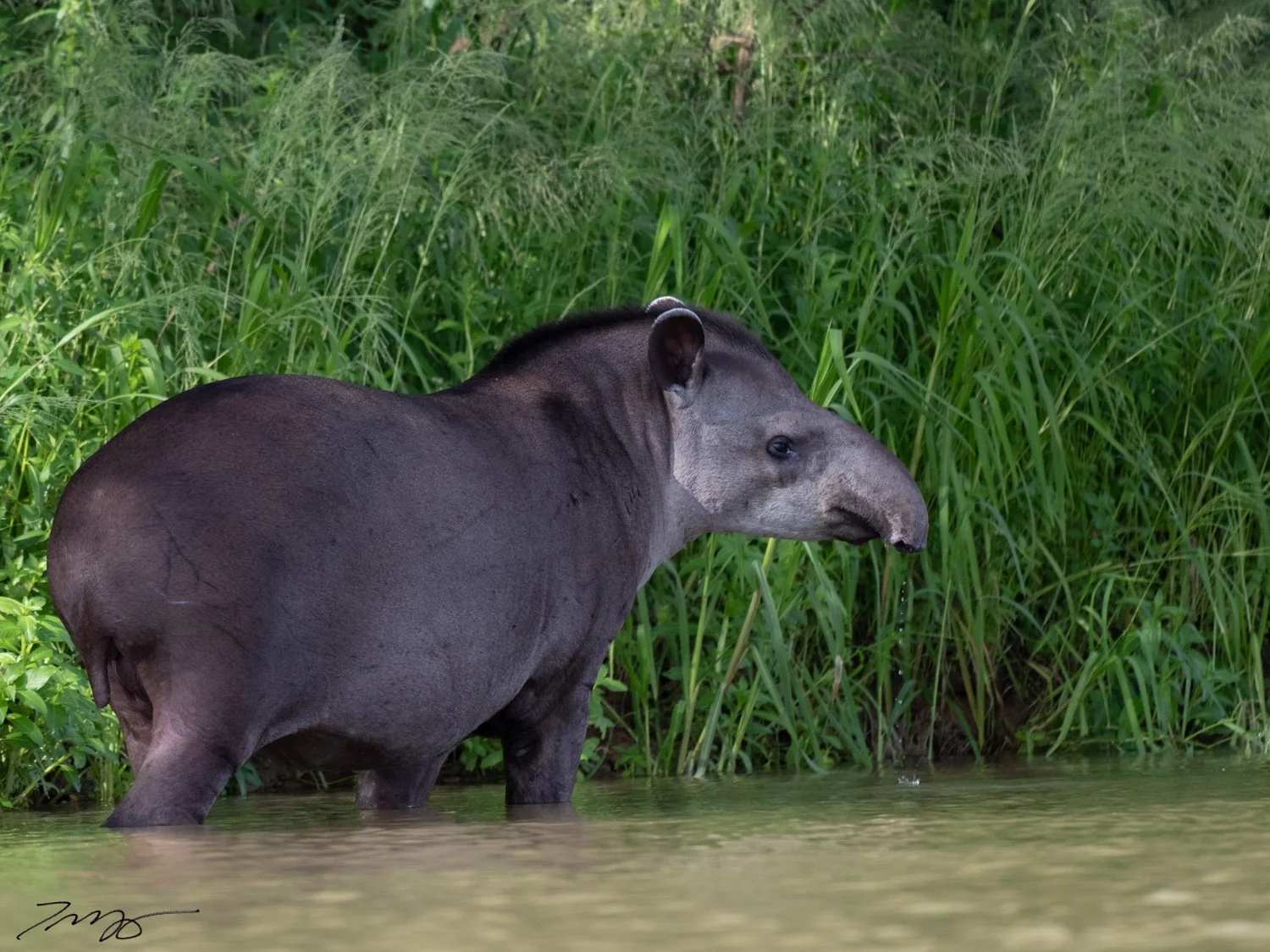 Tapir