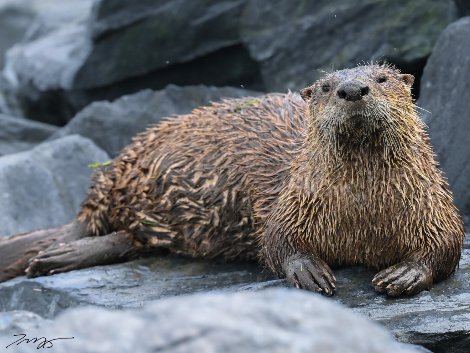 Sea Otter