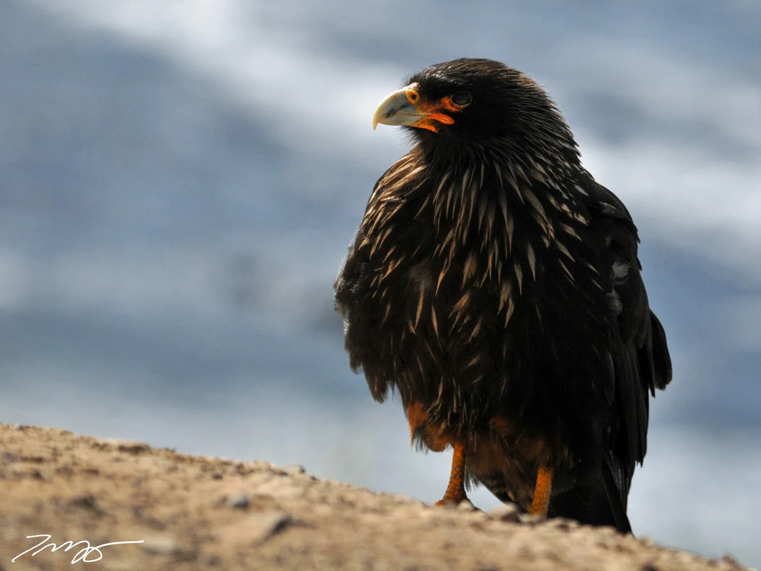 Striated Caracara