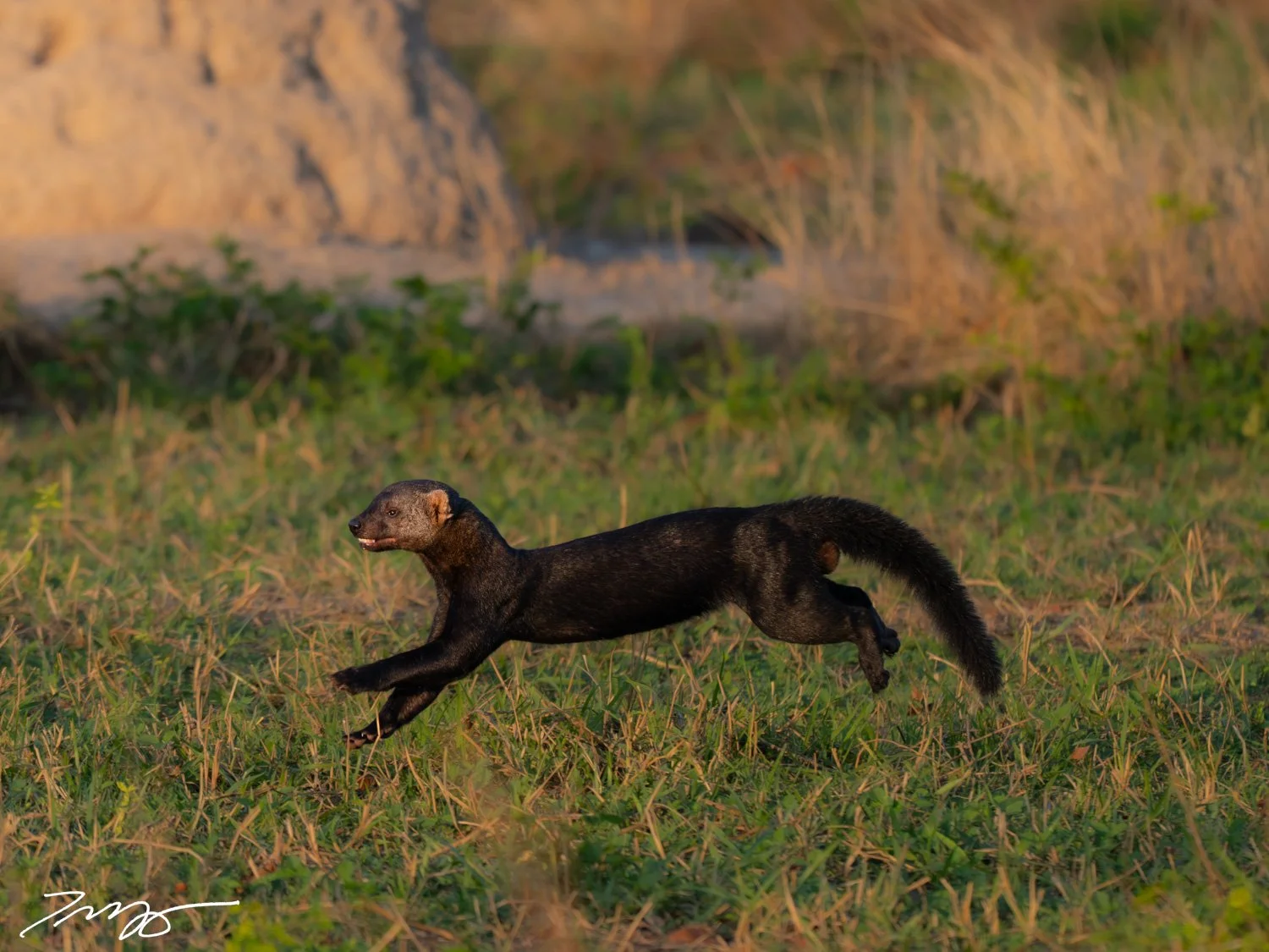 Tayra