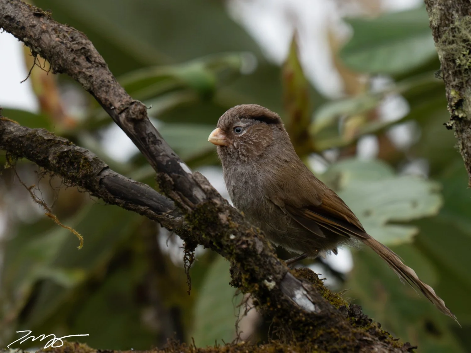Brown Parrotbill