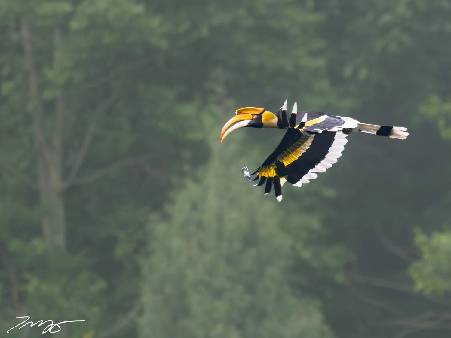 Great Hornbill
