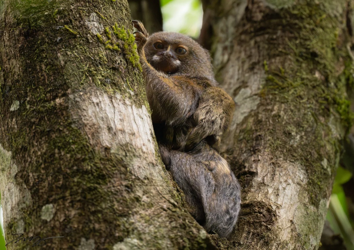 Pygmy Marmoset