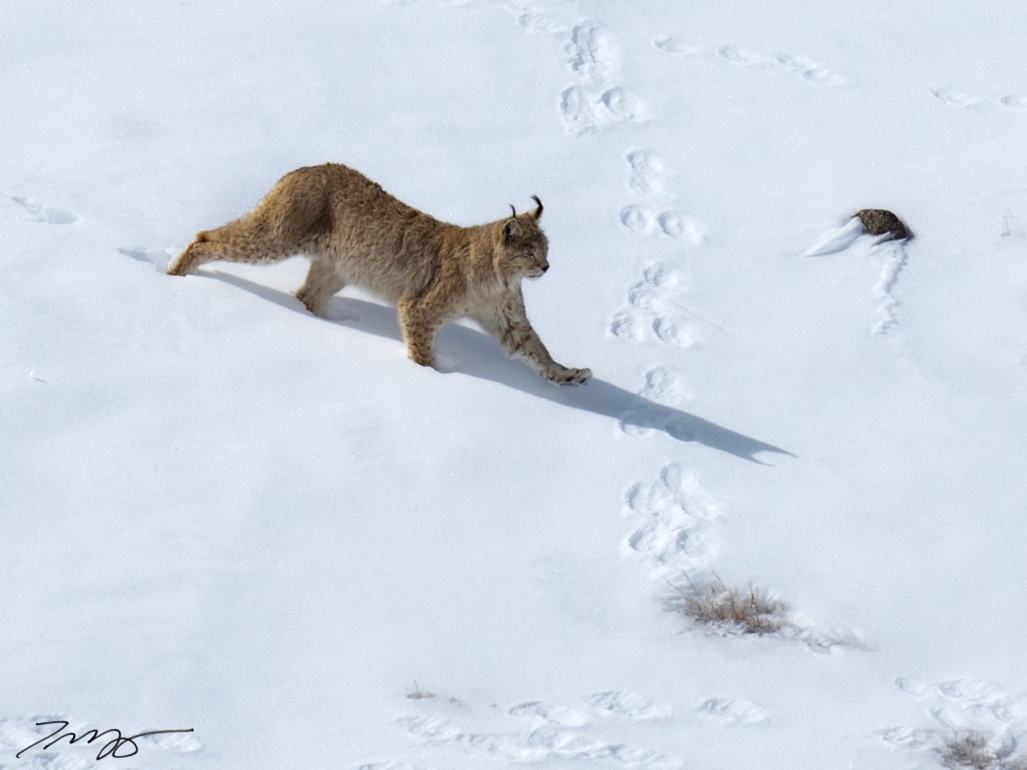 Eurasian Lynx