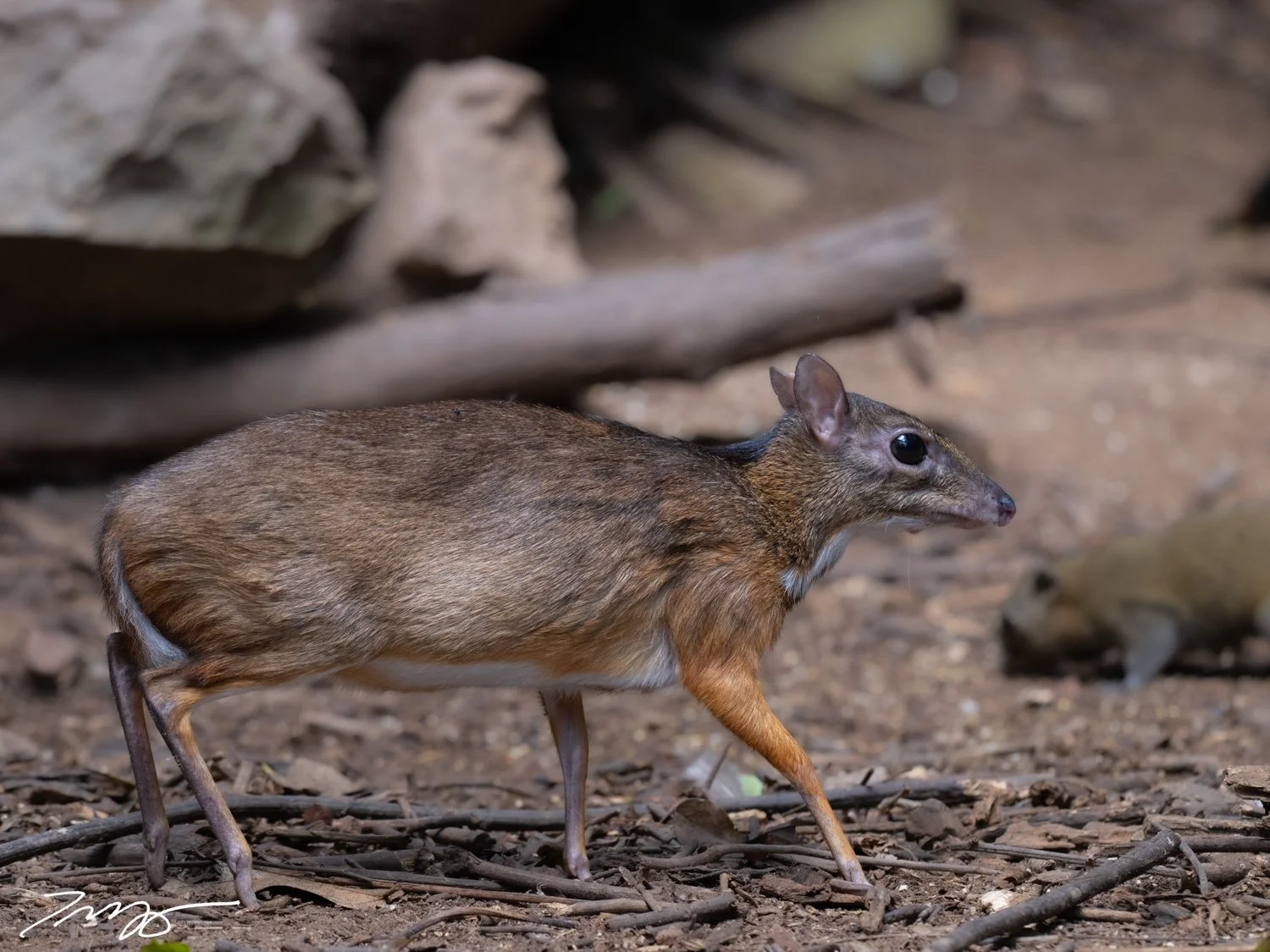 Lesser Mouse-Deer