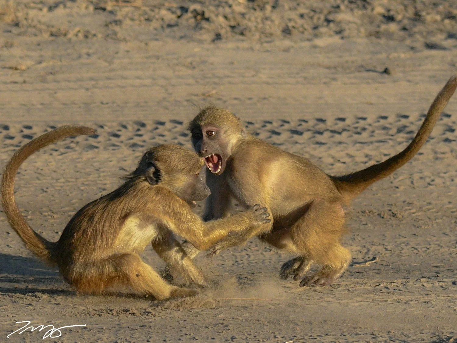Chacma Baboons