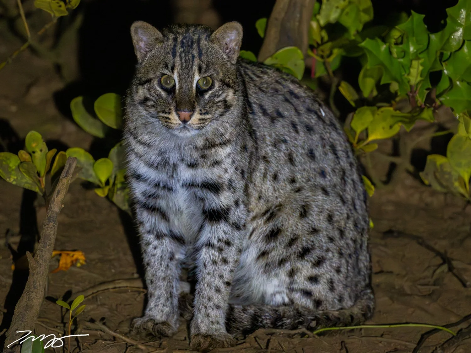 Fishing Cat