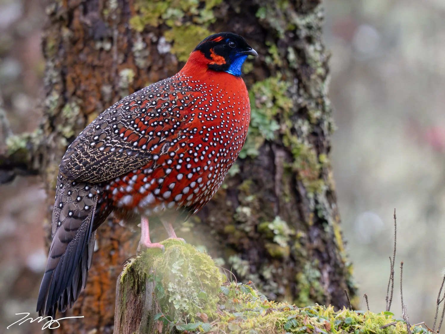 Satyr Tragopan