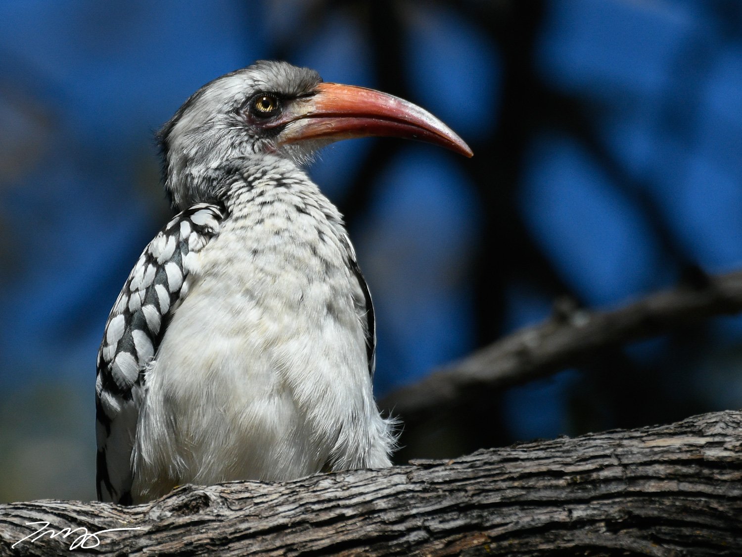 Red-billed Hornbill