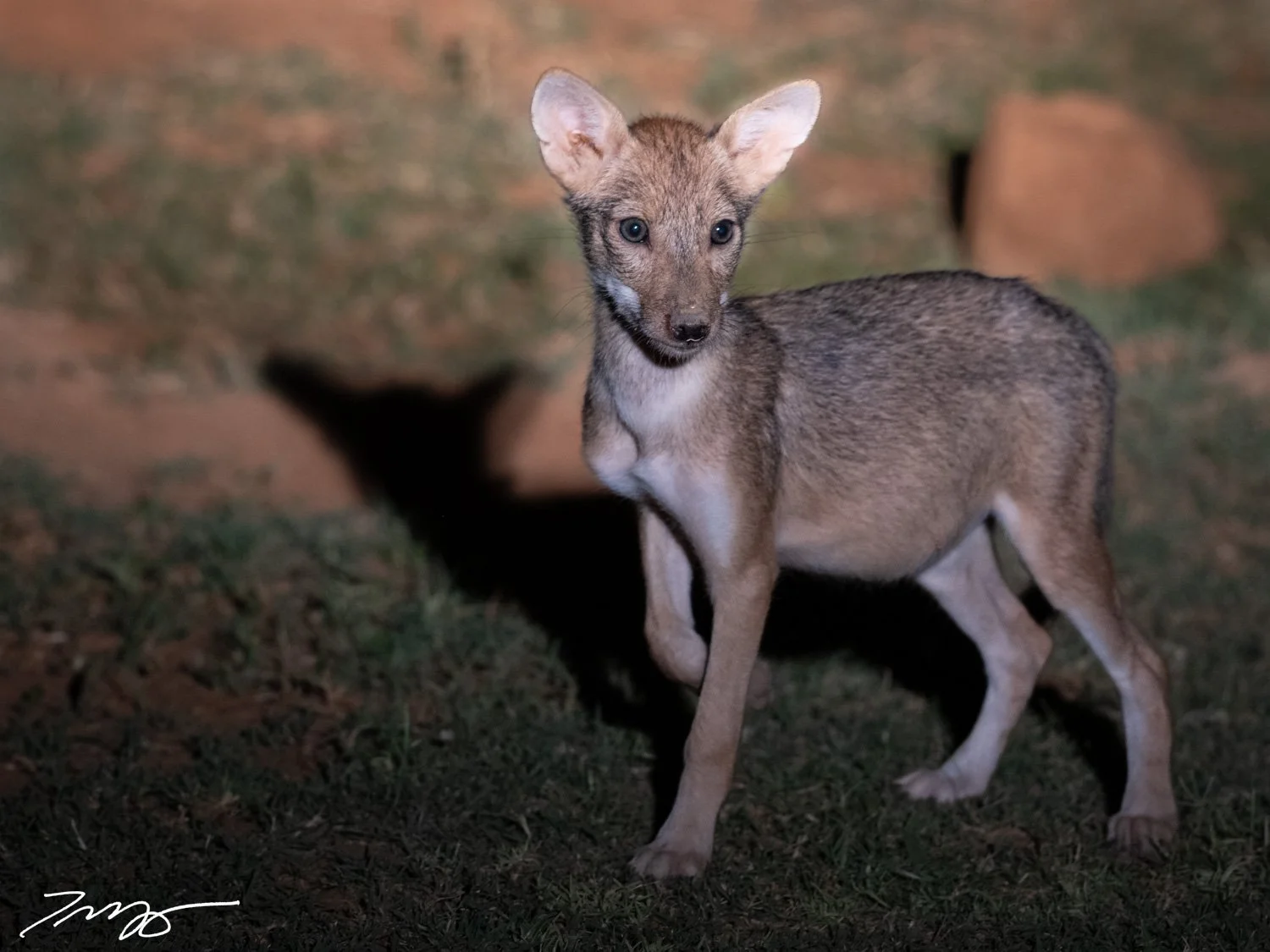 Indian Jackal