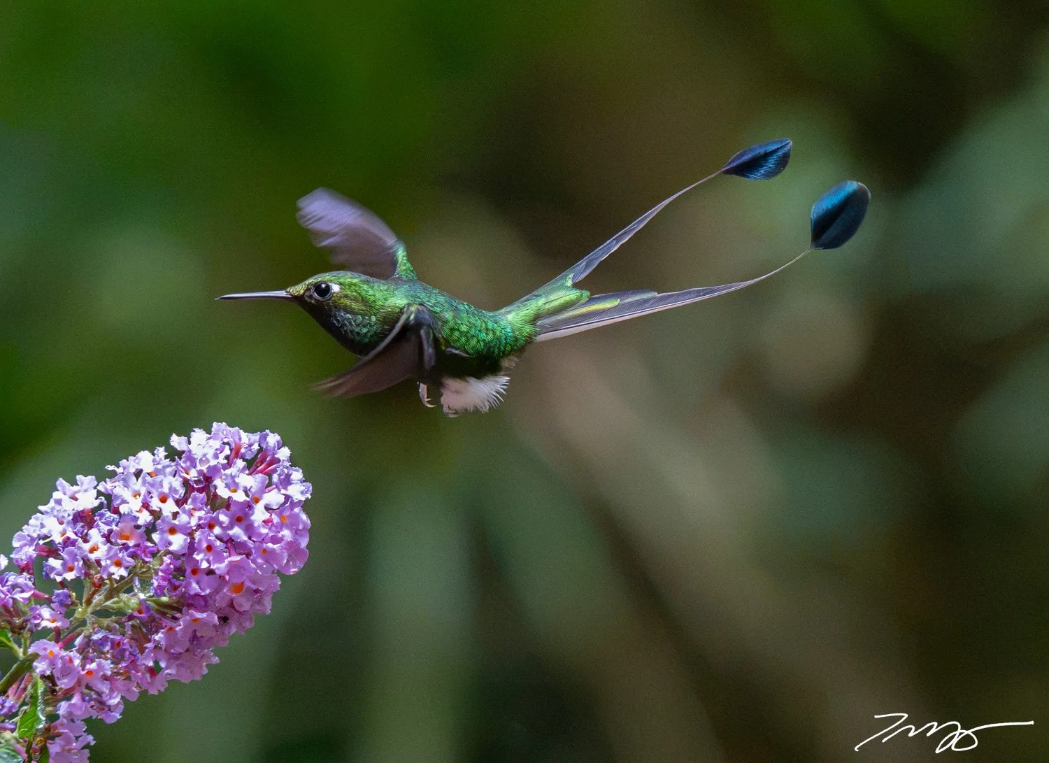 White-booted Racket-tail