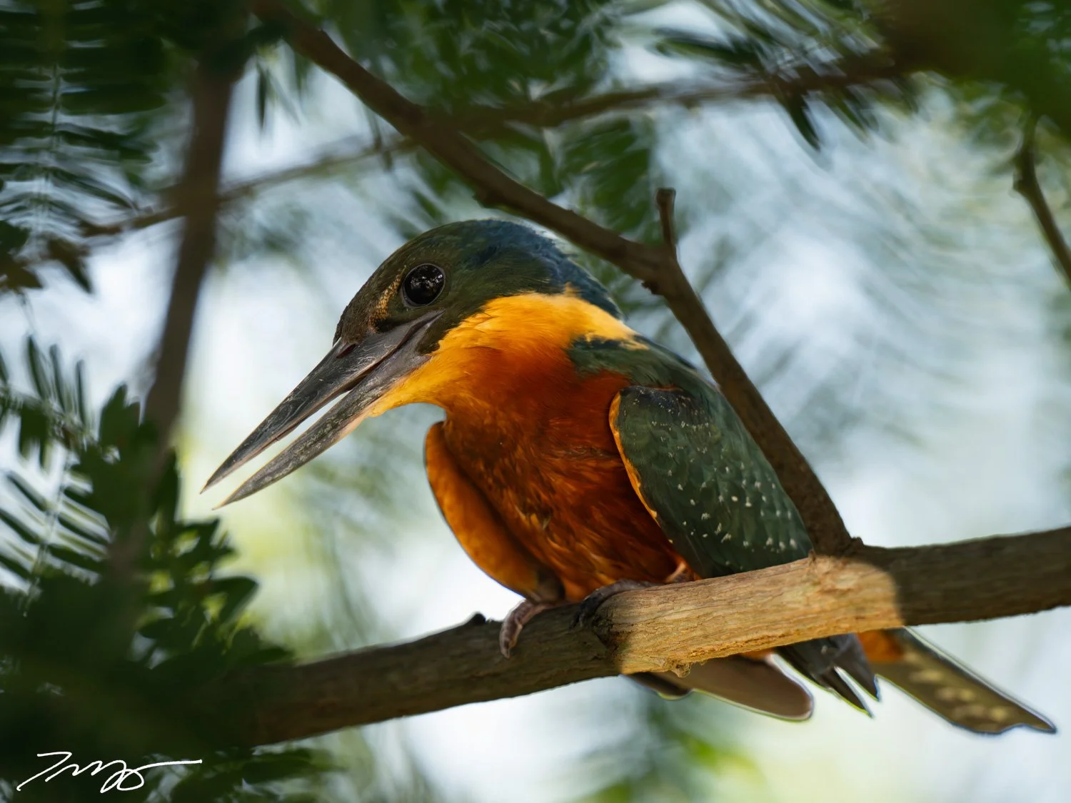 Green-and-rufous Kingfisher