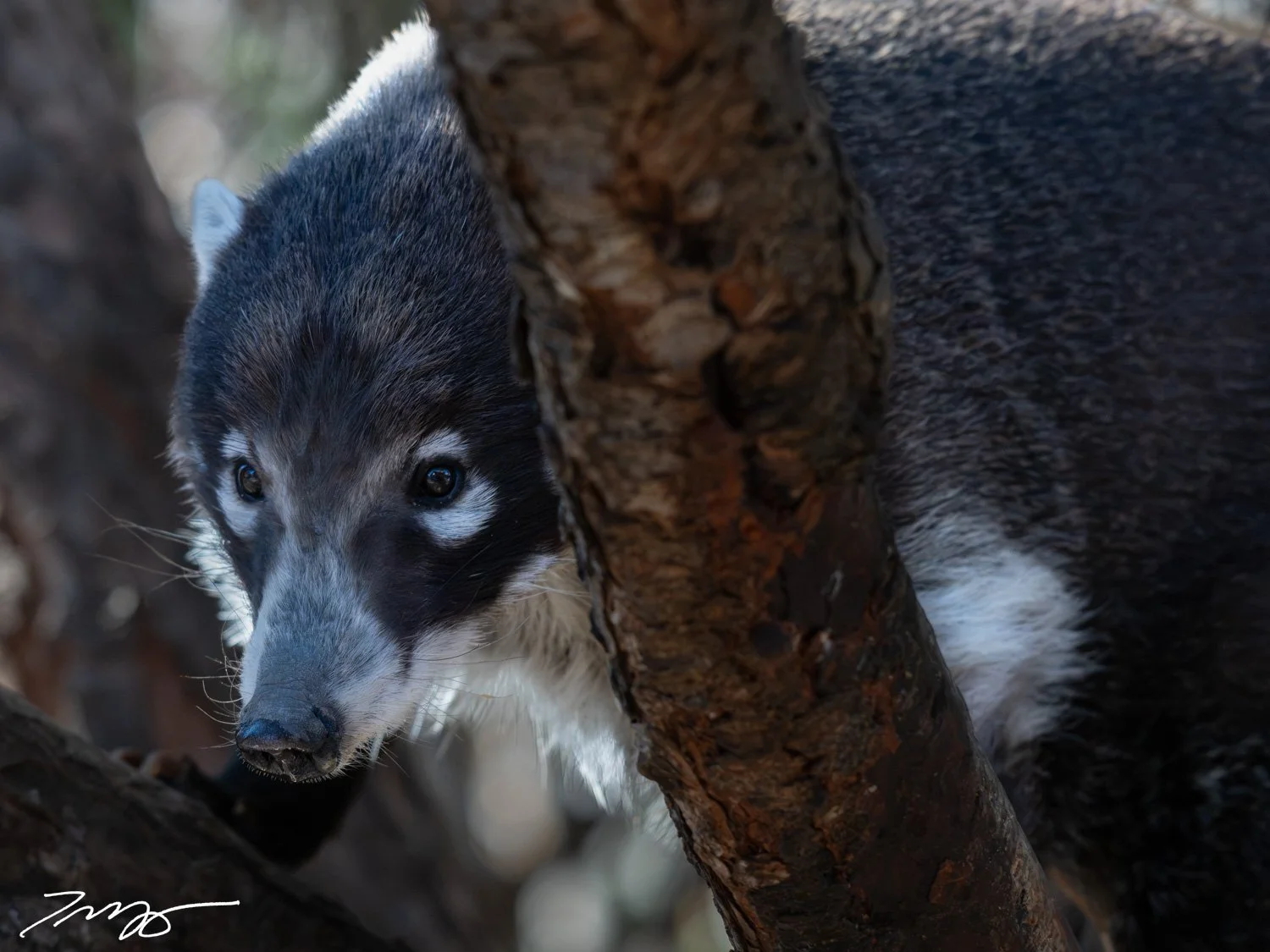 White-nosed Coati
