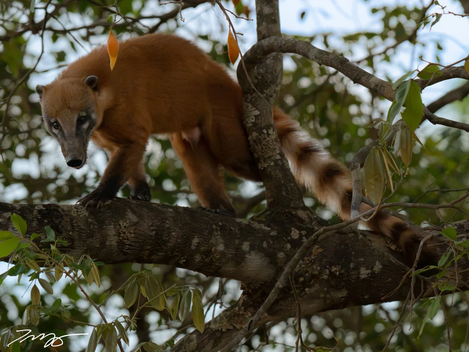 South American Coati