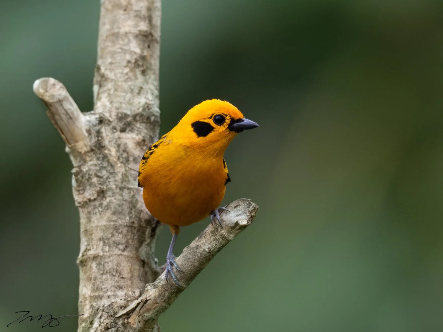 Golden Tanager