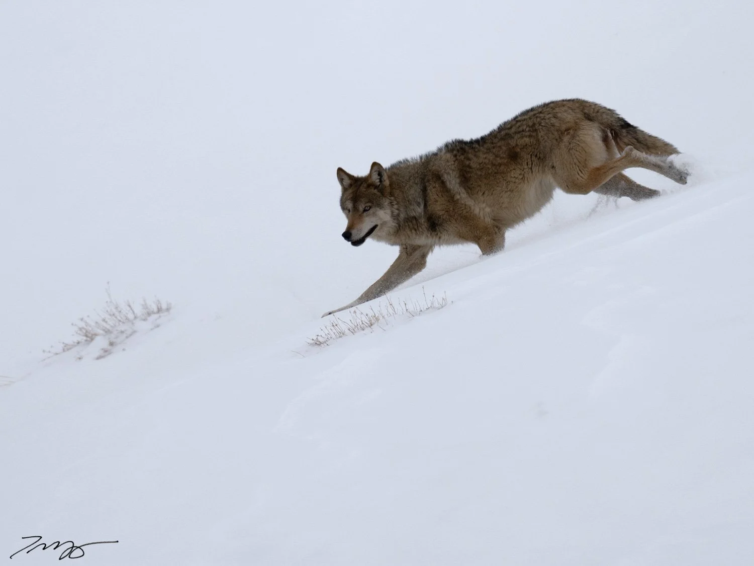 Tibetan Wolf