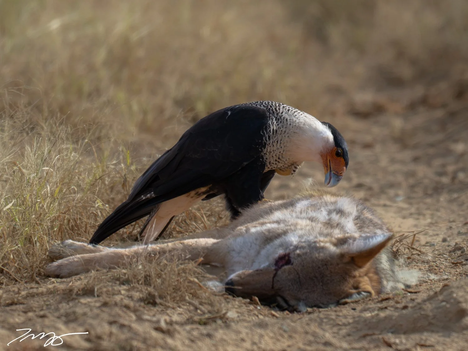 Crested Caracara