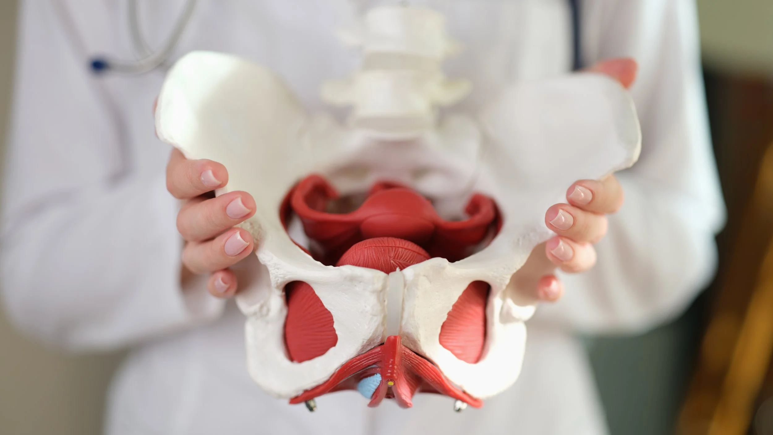 Provider holding model of a female pelvic providing education about pelvic floor physical therapy