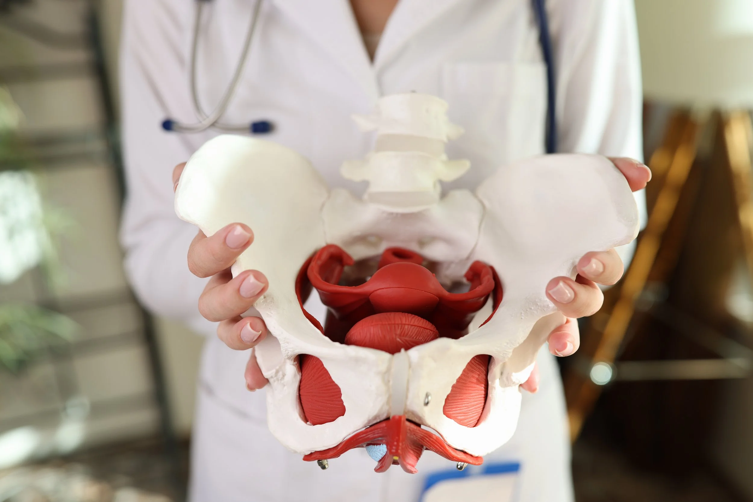 provider holding an anatomical pelvis model providing education during pelvic floor physical therapy
