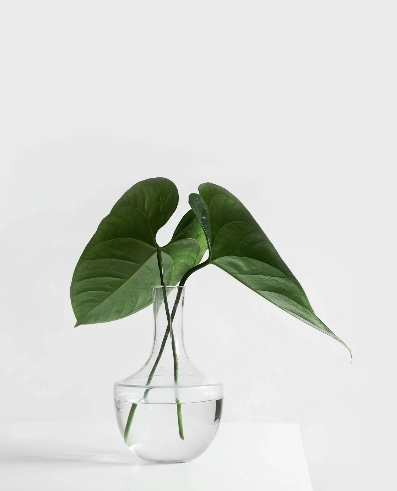 vase with green leaves