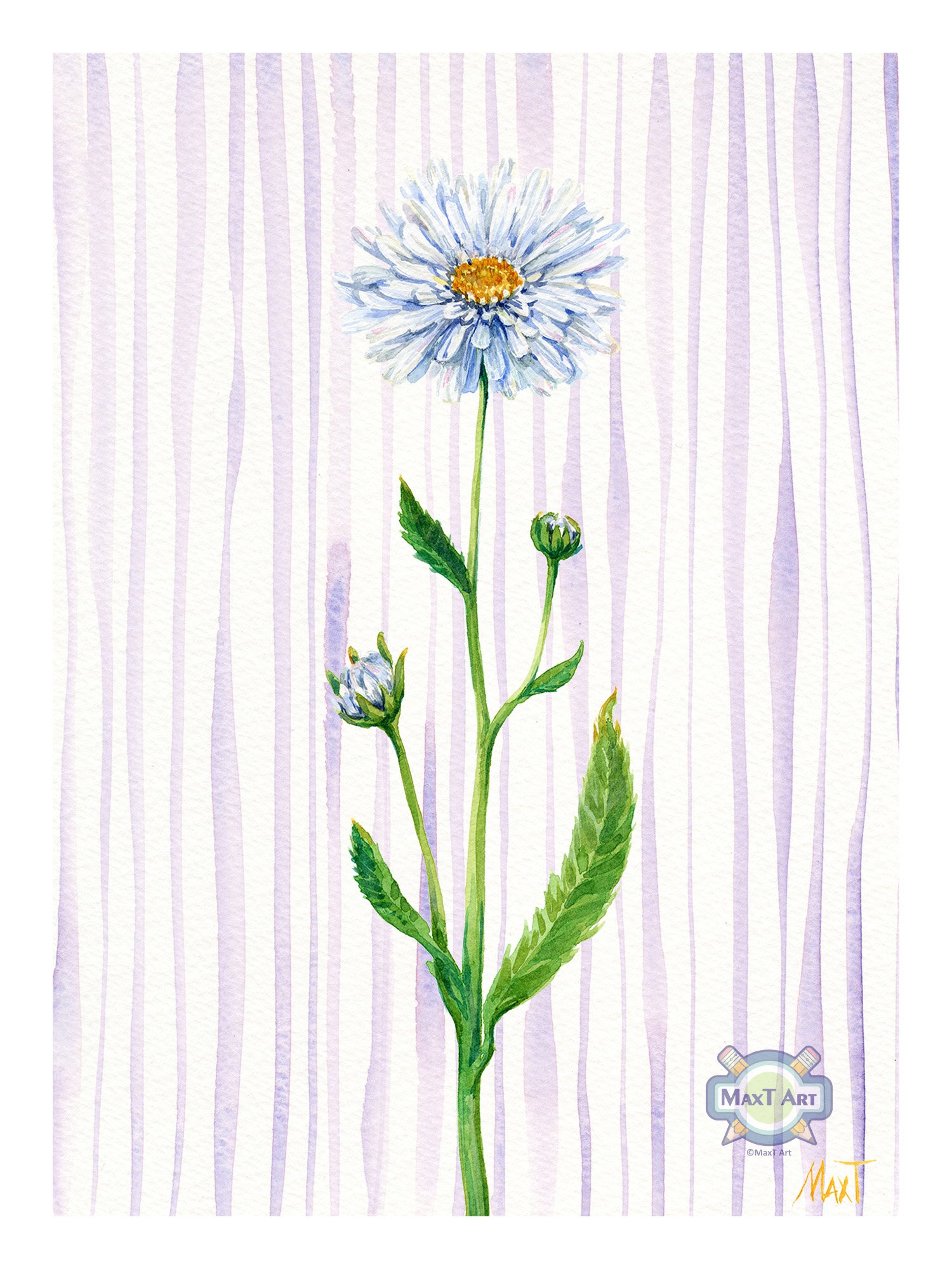 Daisy
