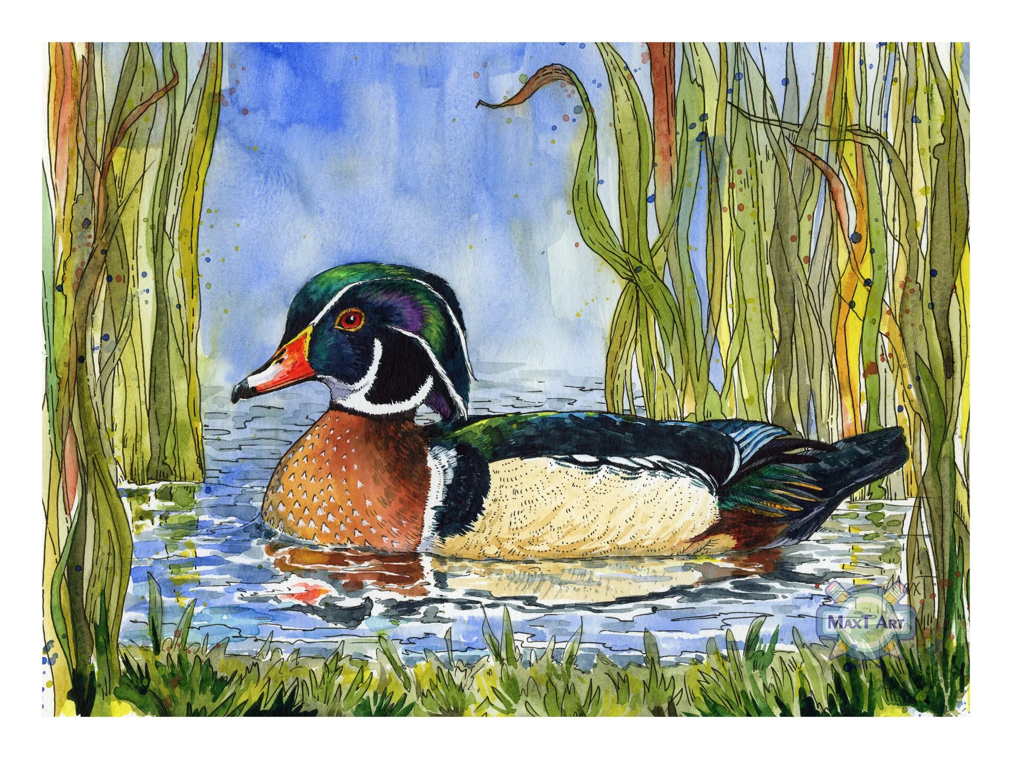 Wood Duck