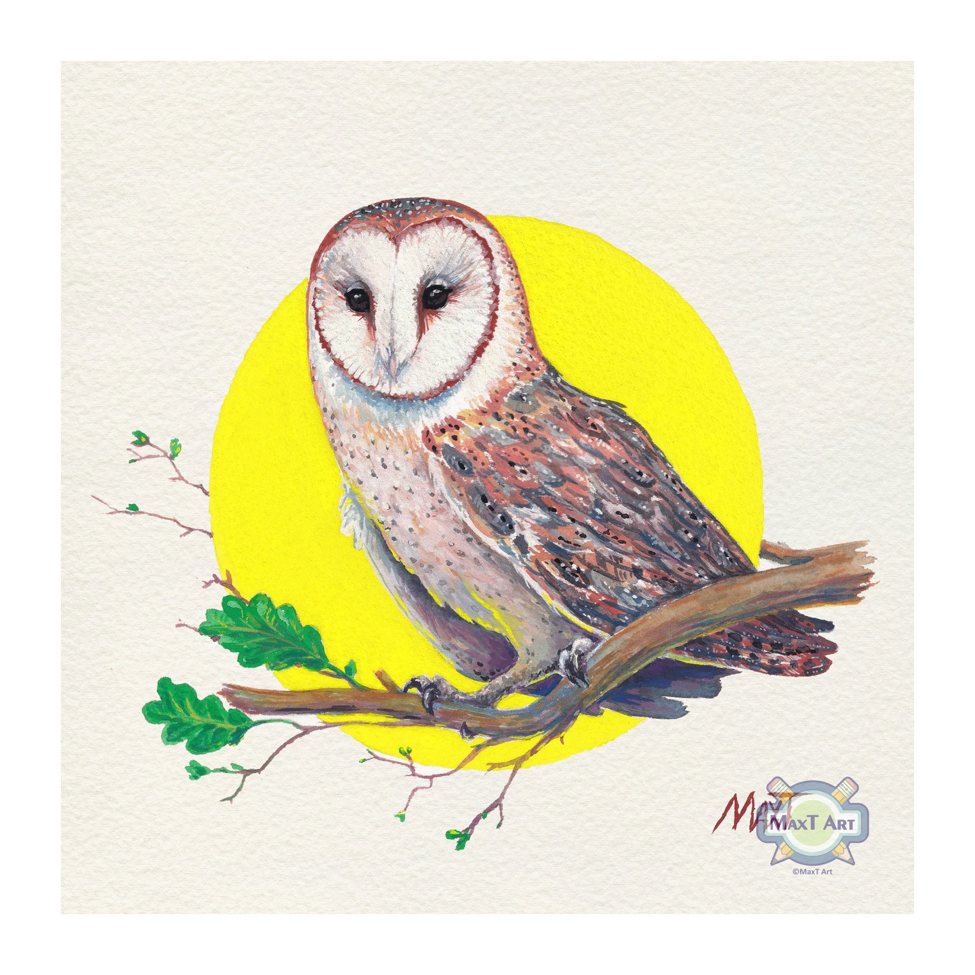 Barn Owl