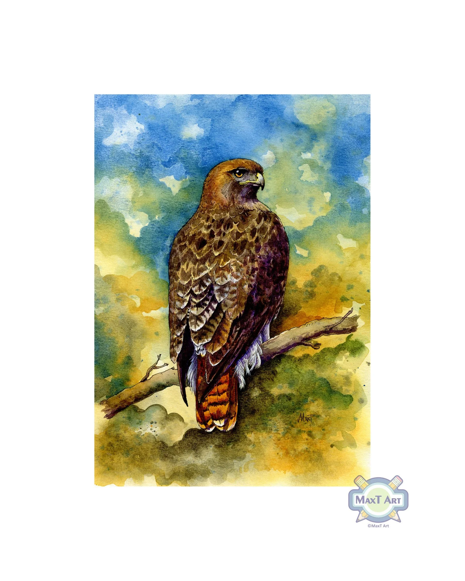 Red-Tailed Hawk