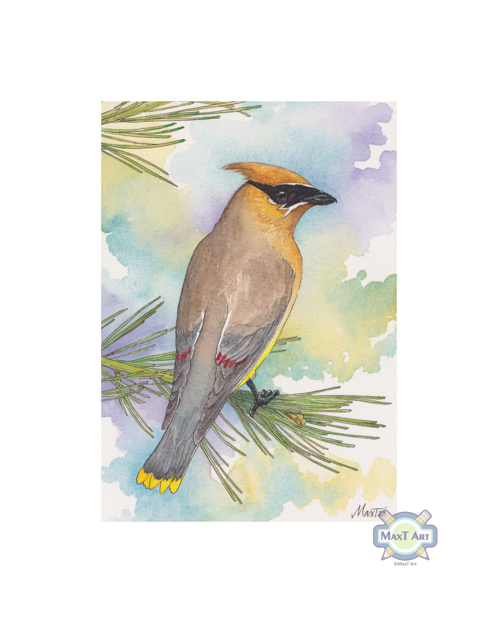 Cedar Waxwing