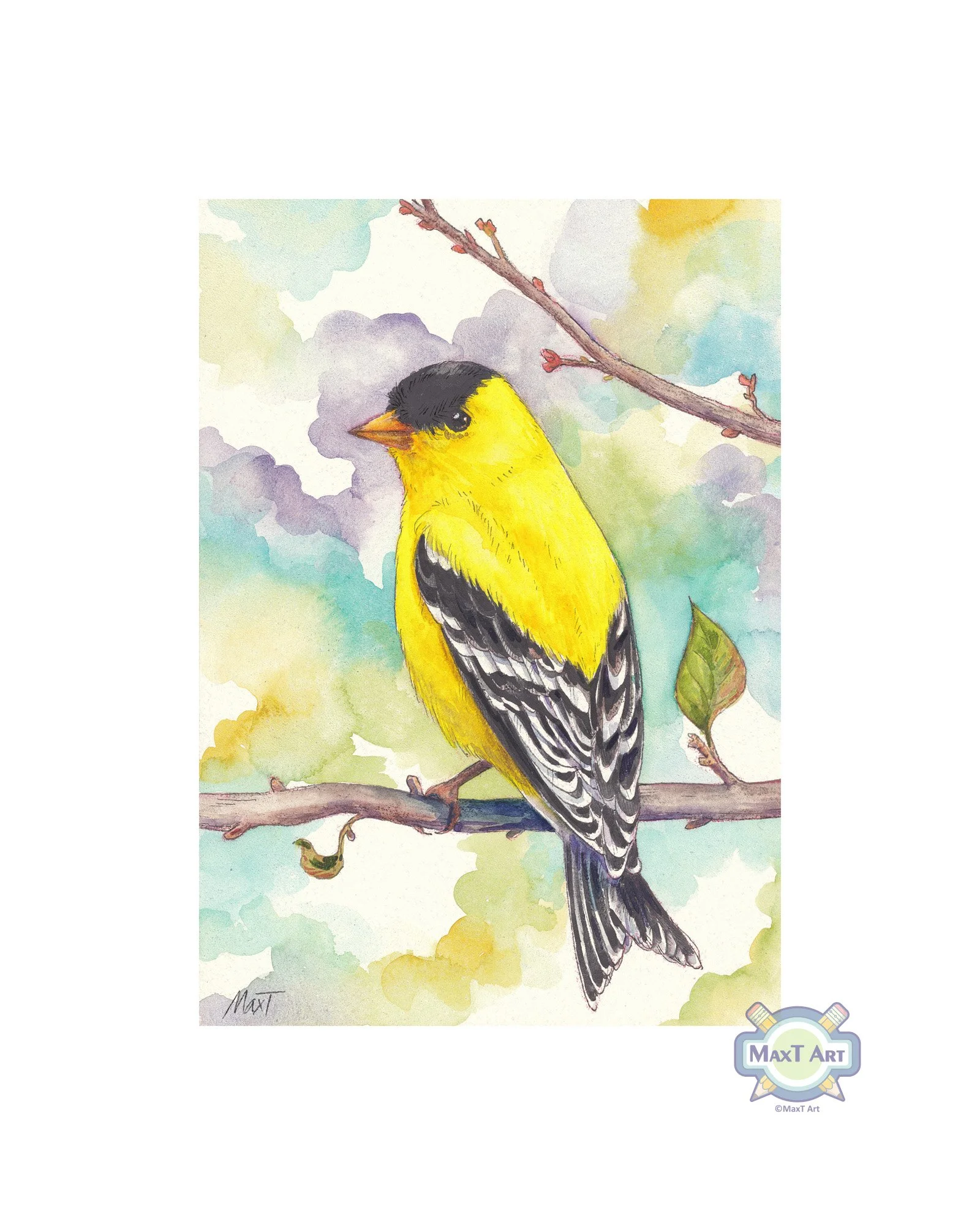 American Goldfinch