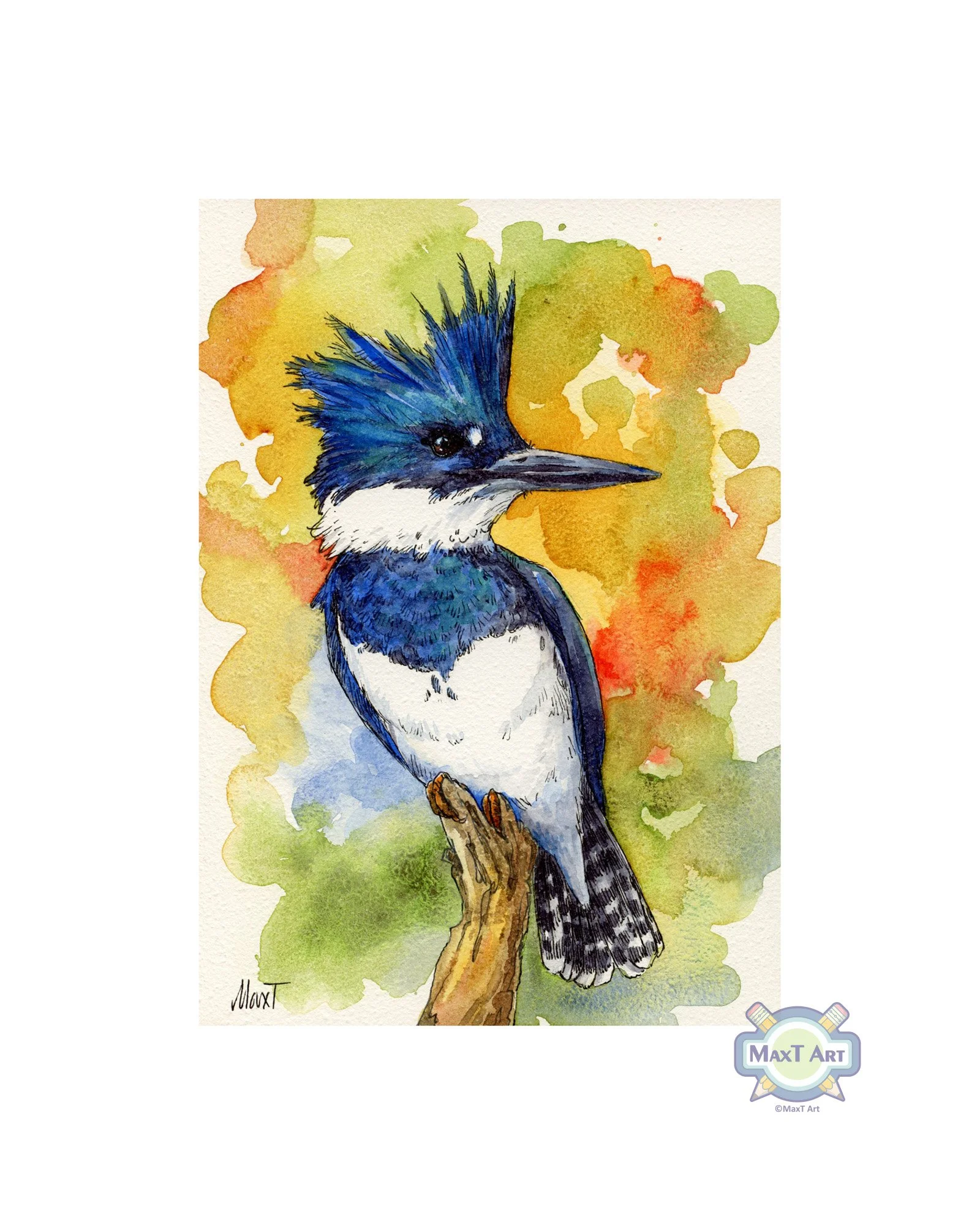 Belted Kingfisher