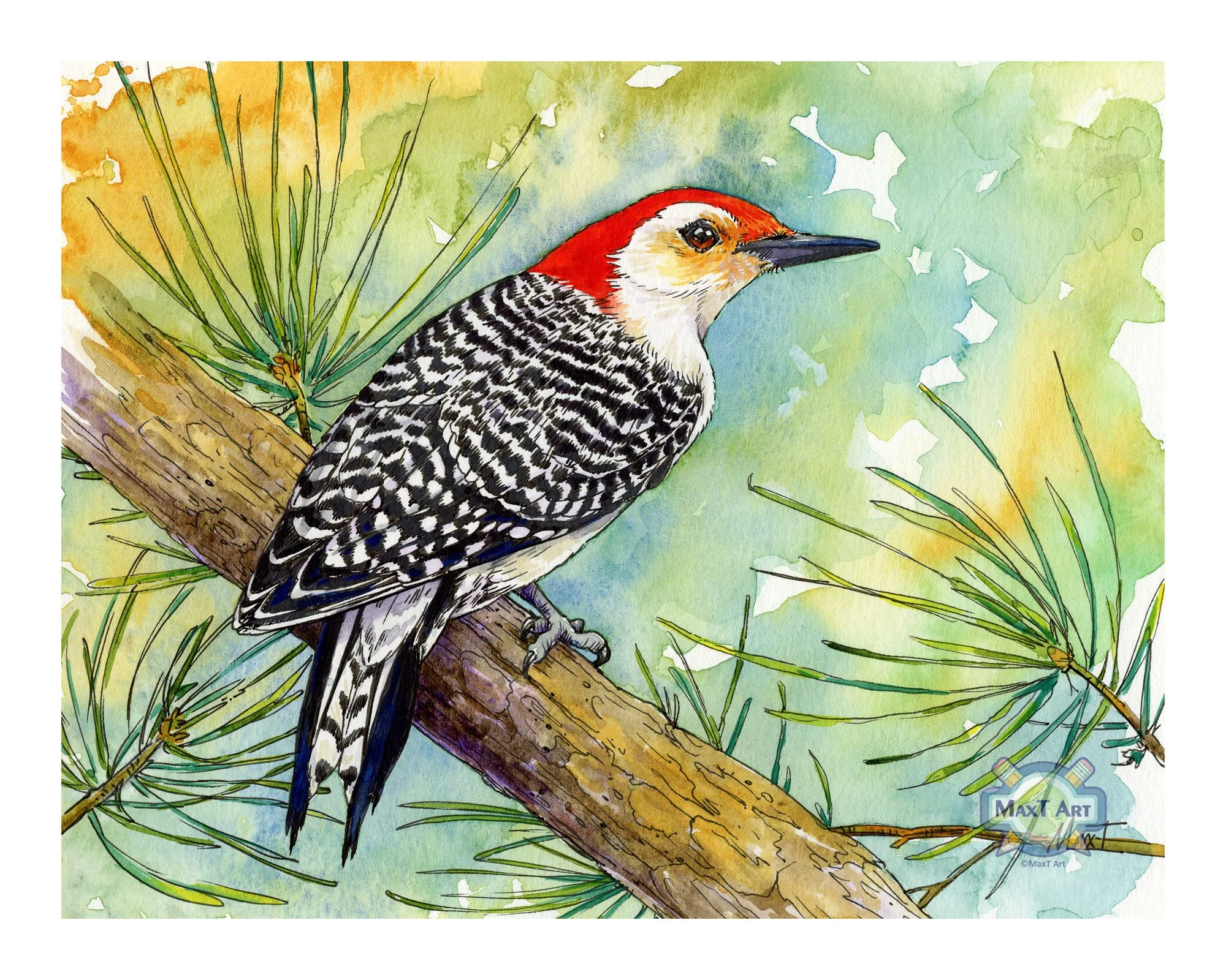 Red-bellied Woodpecker
