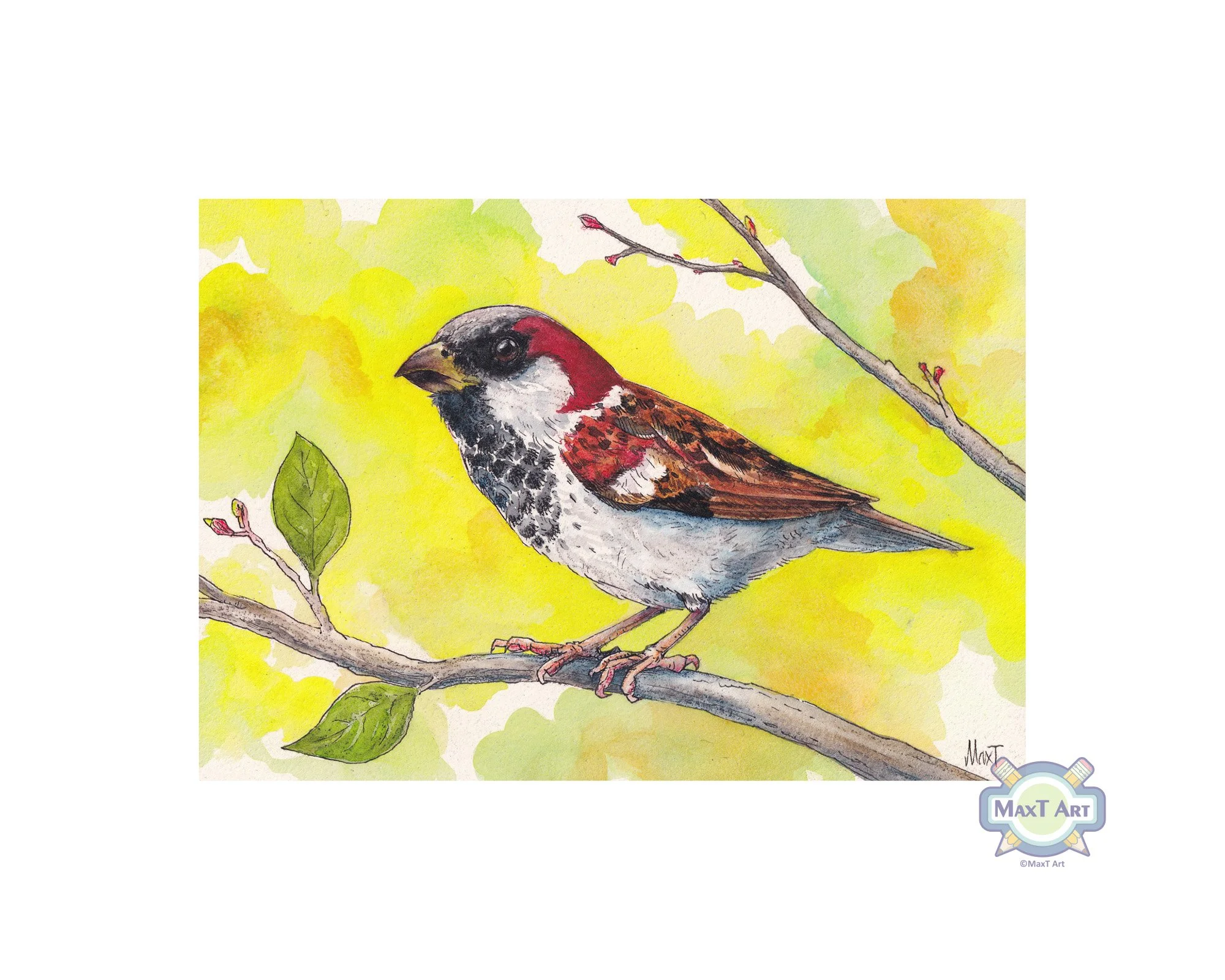 House Sparrow