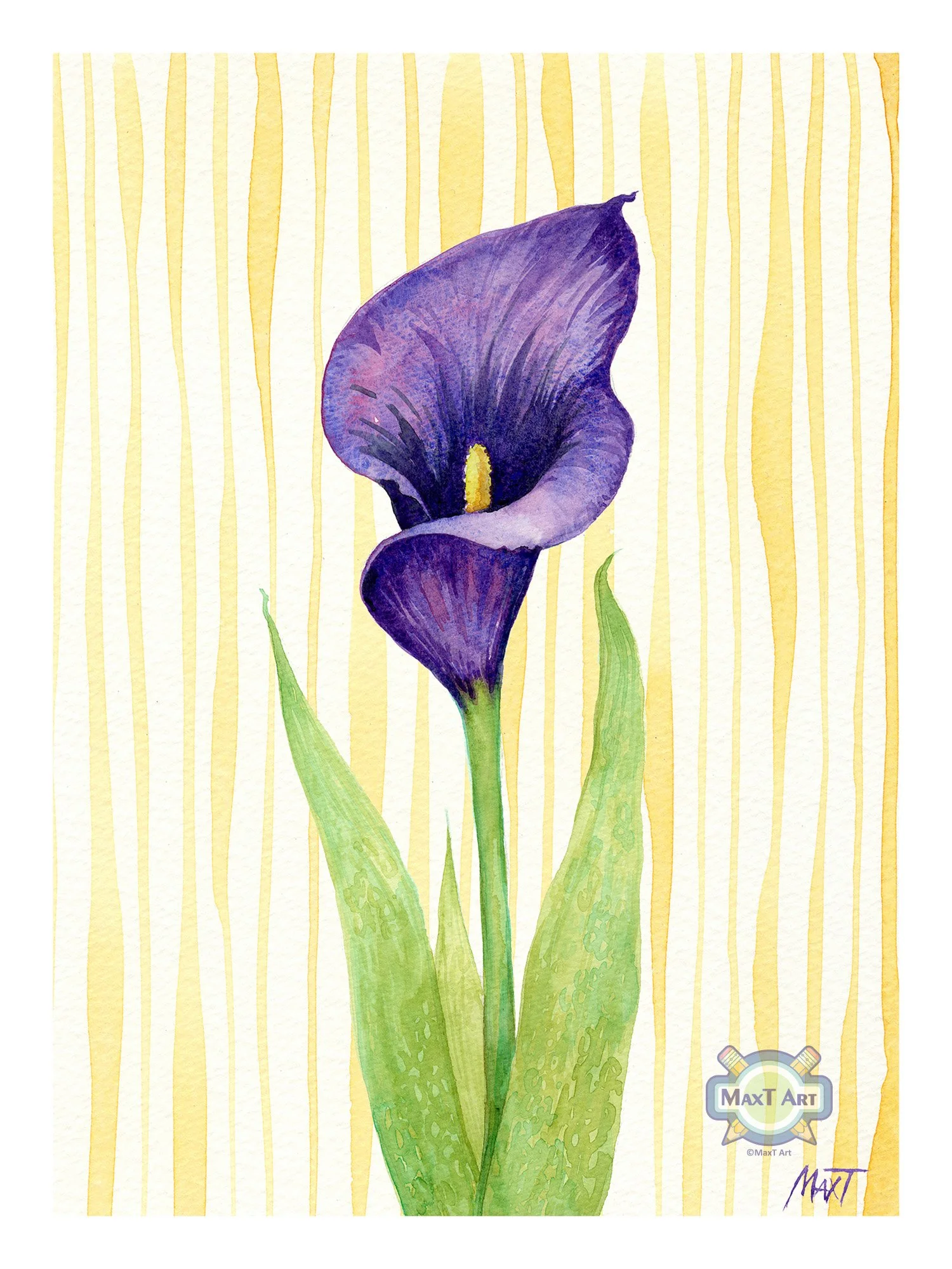 Purple Calla Lily